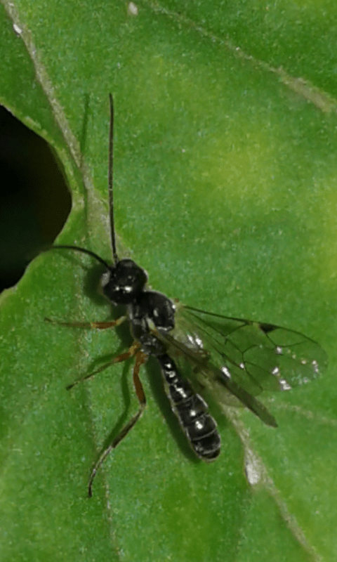 Ichneumonidae : Orthopelma sp. o qualche genere simile?